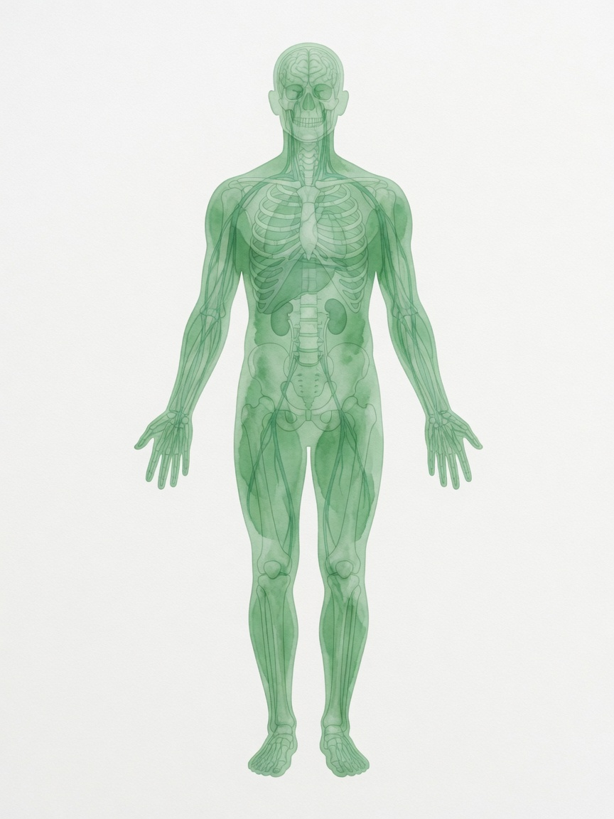 Human body anatomical figure
